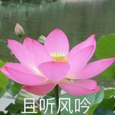仙恋九歌2抖音版
